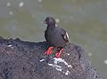 July 28, 2009 - Heceta Head, Oregon.<br />Pigeon guillemot.
