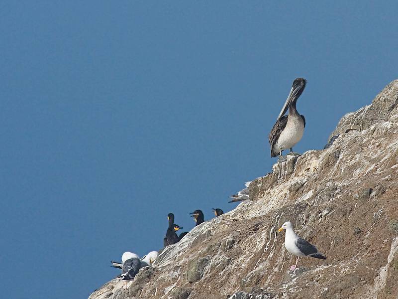 July 28, 2009 - Heceta Head, Oregon.<br />A pelican among cormorants and gulls.