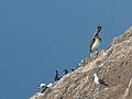 July 28, 2009 - Heceta Head, Oregon.<br />A pelican among cormorants and gulls.