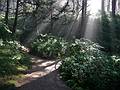 July 28, 2009 - Heceta Head, Oregon.<br />Along path from lighthouse to beach parking lot.