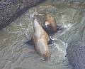 July 28, 2009 - Sea Lion Caves, Oregon.<br />Sea lions having a disagreement.