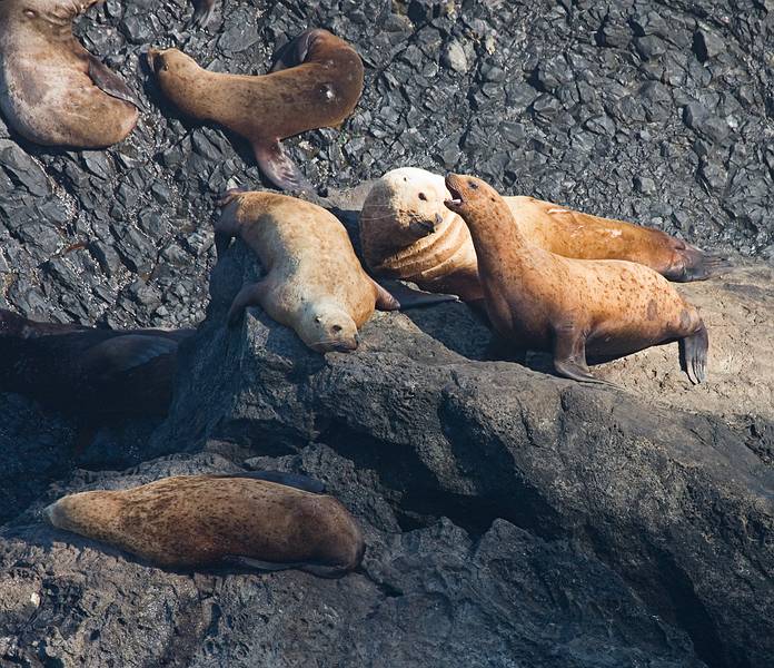 July 28, 2009 - Sea Lion Caves, Oregon.