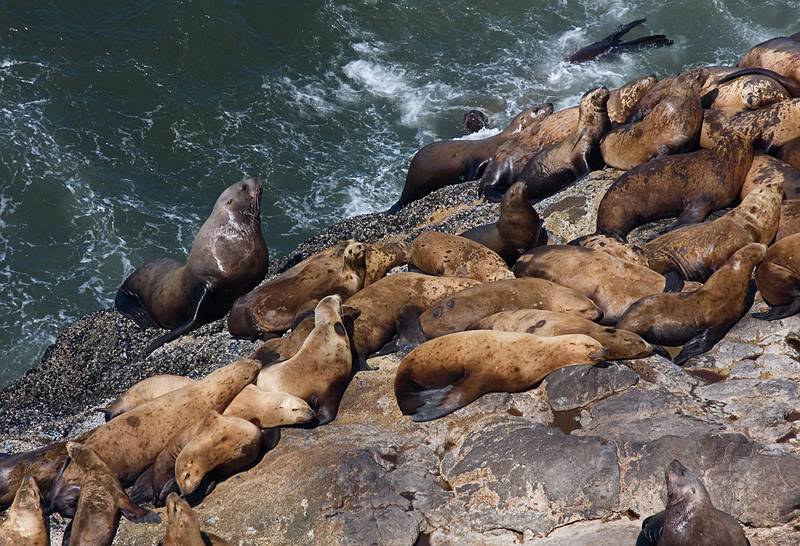 July 28, 2009 - Sea Lion Caves, Oregon.