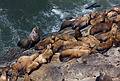 July 28, 2009 - Sea Lion Caves, Oregon.