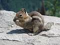 July 29, 2009 - East approach (NFD 99 Rd) to Mount Saint Helens, Washington.<br />Chipmunk enjoying a handout (not from us).