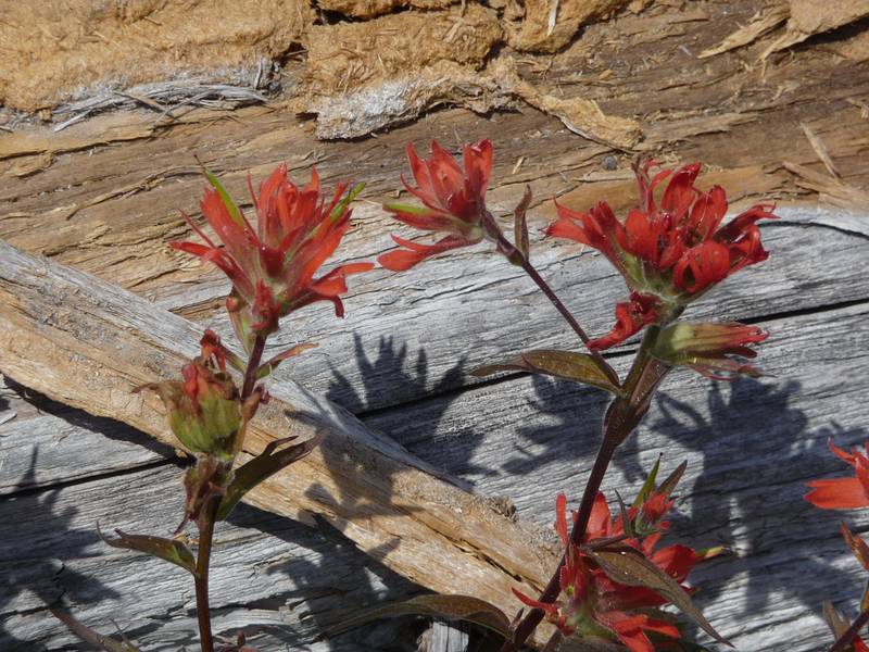 July 29, 2009 - East approach (NFD 99 Rd) to Mount Saint Helens, Washington.<br />Indian paintbrush.