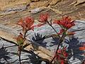July 29, 2009 - East approach (NFD 99 Rd) to Mount Saint Helens, Washington.<br />Indian paintbrush.