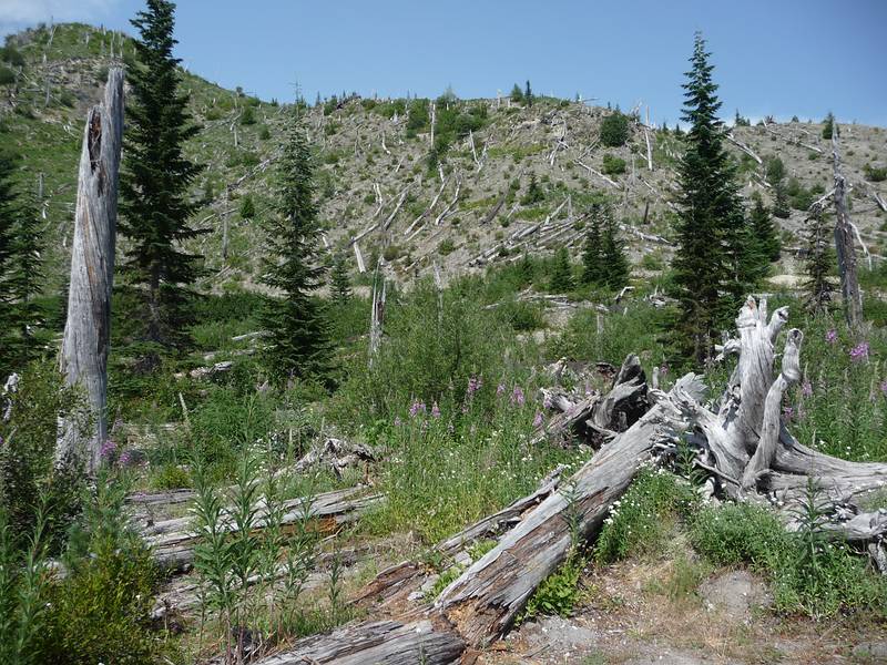 July 29, 2009 - East approach (NFD 99 Rd) to Mount Saint Helens, Washington.