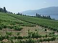 July 31, 2009 - Kelowna, British Columbia, Canada.<br />The Gray Monk Estate winery.