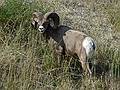 August 1, 2009 - Golden, British Columbia, Canada.<br />A bighorn sheep on the motel premises.