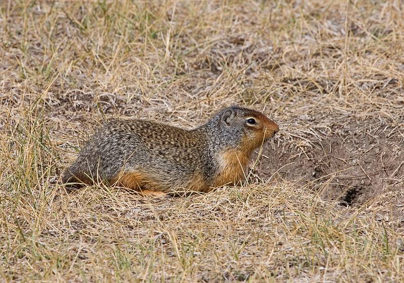 August 2, 2009 - Golden Eco-Adventure Ranch, Nicholson, British Columbia, Canada.<br />Ground squirrel.