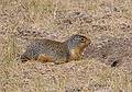 August 2, 2009 - Golden Eco-Adventure Ranch, Nicholson, British Columbia, Canada.<br />Ground squirrel.