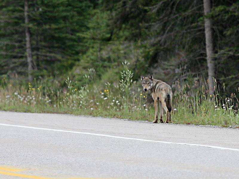 August 5, 2009 - Kootenay National Park, British Columbia, Canada.<br />The sign in the road said "WOLF IN ROAD. DO NOT STOP", and there it was.<br />(I stopped about a 100 yards past it long enough to take this photo.)