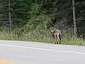 August 5, 2009 - Kootenay National Park, British Columbia, Canada.<br />The sign in the road said "WOLF IN ROAD. DO NOT STOP", and there it was.<br />(I stopped about a 100 yards past it long enough to take this photo.)