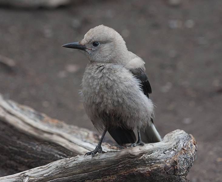 August 5, 2009 - Lake Louise area of Banff National Park, Alberta, Canada.<br />Clark's Nutcracker.