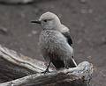 August 5, 2009 - Lake Louise area of Banff National Park, Alberta, Canada.<br />Clark's Nutcracker.