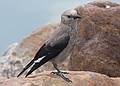 August 5, 2009 - Lake Louise area of Banff National Park, Alberta, Canada.<br />Yet another Clark's Nutcracker at Lake Louise.