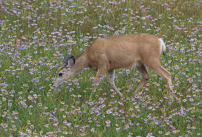 August 7, 2009 - Glacier National Park, Montana.<br />Hiking on Hidden Lake Trail above Logan Pass.<br />Deer.