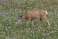 August 7, 2009 - Glacier National Park, Montana.<br />Hiking on Hidden Lake Trail above Logan Pass.<br />Deer.