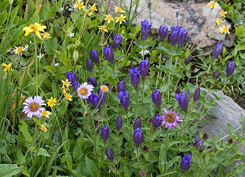 August 7, 2009 - Glacier National Park, Montana.<br />Hiking on Hidden Lake Trail above Logan Pass.