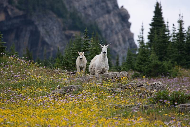 August 7, 2009 - Glacier National Park, Montana.<br />Hiking on Hidden Lake Trail above Logan Pass.<br />Mountain goats.