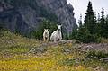August 7, 2009 - Glacier National Park, Montana.<br />Hiking on Hidden Lake Trail above Logan Pass.<br />Mountain goats.