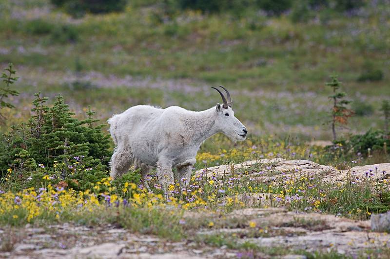 August 7, 2009 - Glacier National Park, Montana.<br />Hiking on Hidden Lake Trail above Logan Pass.<br />Mountain goat.