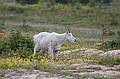 August 7, 2009 - Glacier National Park, Montana.<br />Hiking on Hidden Lake Trail above Logan Pass.<br />Mountain goat.