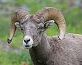 August 7, 2009 - Glacier National Park, Montana.<br />Hiking on Hidden Lake Trail above Logan Pass.<br />Bighorn sheep.