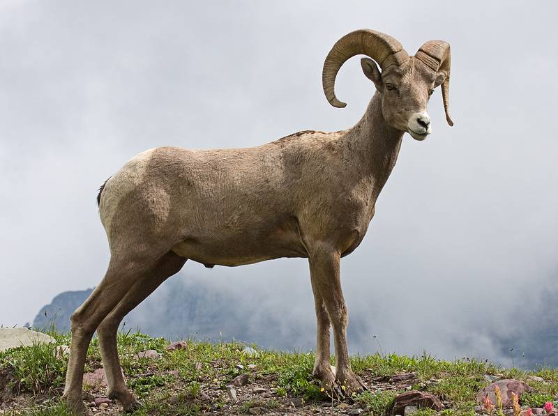 August 7, 2009 - Glacier National Park, Montana.<br />Hiking on Hidden Lake Trail above Logan Pass.<br />Bighorn sheep.