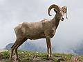 August 7, 2009 - Glacier National Park, Montana.<br />Hiking on Hidden Lake Trail above Logan Pass.<br />Bighorn sheep.