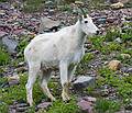 August 7, 2009 - Glacier National Park, Montana.<br />Hiking on Hidden Lake Trail above Logan Pass.<br />Mountain goat.