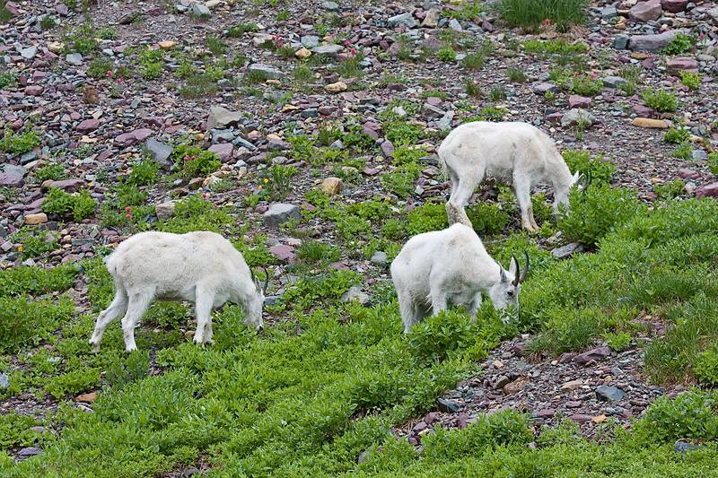 August 7, 2009 - Glacier National Park, Montana.<br />Hiking on Hidden Lake Trail above Logan Pass.<br />Mountain goats.