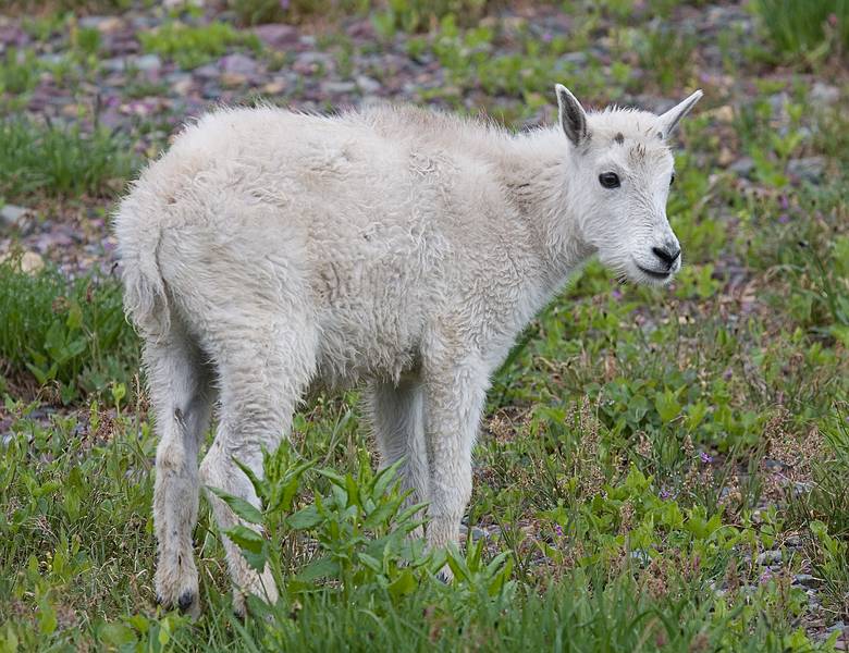 August 7, 2009 - Glacier National Park, Montana.<br />Hiking on Hidden Lake Trail above Logan Pass.<br />Young mountain goat.