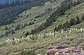 August 7, 2009 - Glacier National Park, Montana.<br />Hiking on Hidden Lake Trail above Logan Pass.<br />Bear grass.