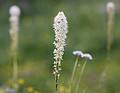 August 7, 2009 - Glacier National Park, Montana.<br />Hiking on Hidden Lake Trail above Logan Pass.<br />Bear grass.