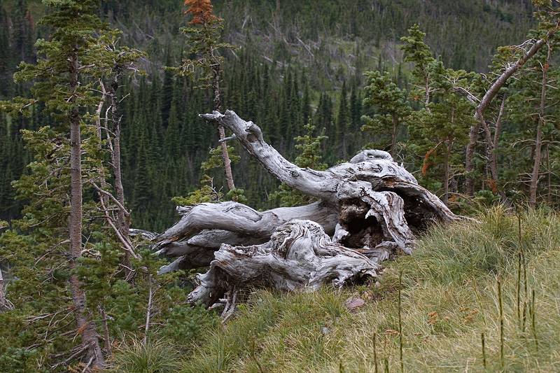 August 7, 2009 - Glacier National Park, Montana.<br />Hiking on Hidden Lake Trail above Logan Pass.