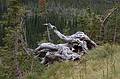 August 7, 2009 - Glacier National Park, Montana.<br />Hiking on Hidden Lake Trail above Logan Pass.