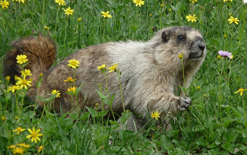 August 7, 2009 - Glacier National Park, Montana.<br />Hiking on Hidden Lake Trail above Logan Pass.<br />Marmot wanting to shake hands?