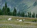 August 7, 2009 - Glacier National Park, Montana.<br />Hiking on Hidden Lake Trail above Logan Pass.<br />More mountain goats.