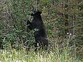 August 7, 2009 - Glacier National Park, Montana.<br />A bear jam showed us the bear, but it would not show its face.