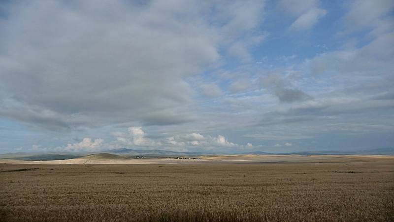 August 8, 2009 - On US-287 somewhere between Townsend and I-90, Montana.<br />One of many wheat fields we saw along the way.