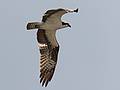 August 8, 2009 - Yellowstone National Park, Wyoming.<br />An osprey in the Old Faithful area.