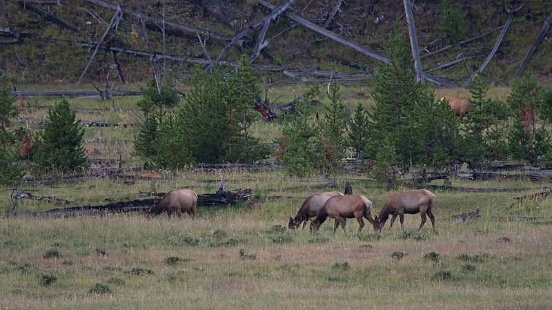 August 9, 2009 - Yellowstone National Park, Wyoming.<br />Elk along the West Entrance road.