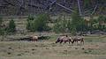 August 9, 2009 - Yellowstone National Park, Wyoming.<br />Elk along the West Entrance road.