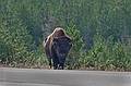 August 9, 2009 - Yellowstone National Park, Wyoming.<br />Bison along road (Grand Loop Road, US-89) between Madison and Norris.