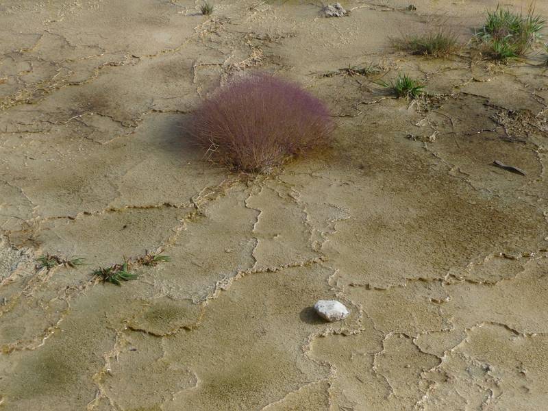 August 9, 2009 - Yellowstone National Park, Wyoming.<br />Mammoth Hot Springs Terraces area.