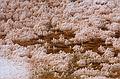 August 9, 2009 - Yellowstone National Park, Wyoming.<br />Mammoth Hot Springs Terraces area.