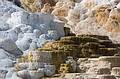 August 9, 2009 - Yellowstone National Park, Wyoming.<br />Mammoth Hot Springs Terraces area.