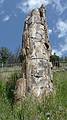 August 9, 2009 - Yellowstone National Park, Wyoming.<br />Petrified Tree.